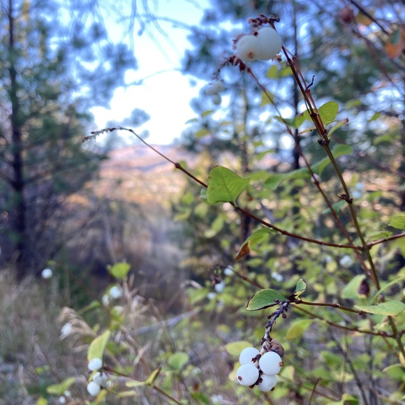 Meet your Posher, Winnie - Picture 1 of 1